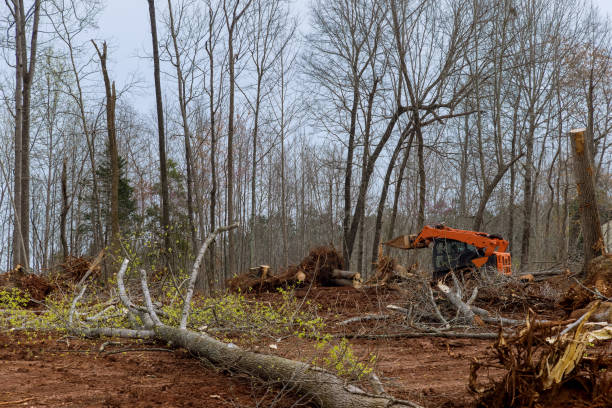 Tree Care